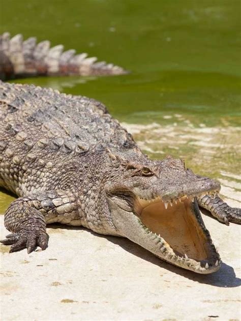 Understand the Meaning Behind Your Crocodile Dream: A Guide .